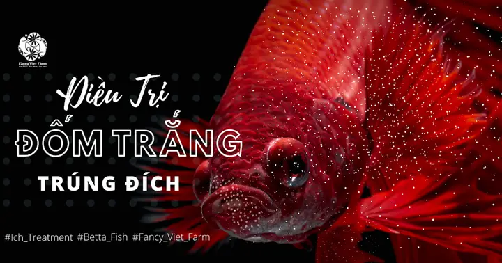 Cá Betta Bị Đốm Trắng Cá Betta Bị Đốm Trắng