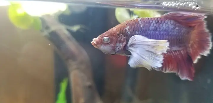 Cá Betta Bị Đục Mắt Cá Betta Bị Đục Mắt