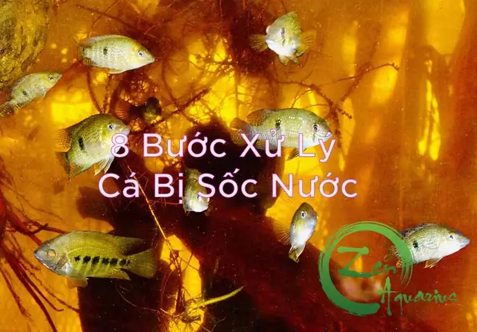 Cá Betta Bị Sốc Nước Cá Betta Bị Sốc Nước