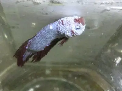 Cá Betta Bị Sưng Mang
