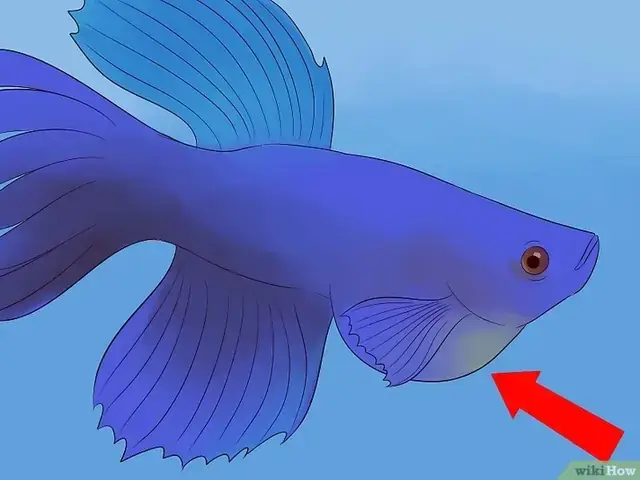 Cá Betta Bị Táo Bón