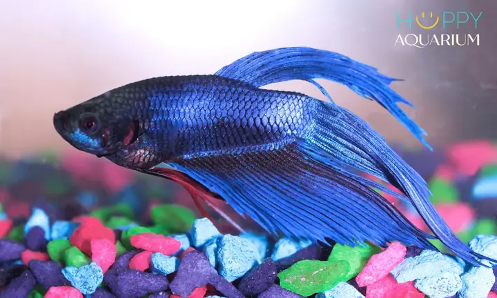 Cá Betta Bị Xù Vảy