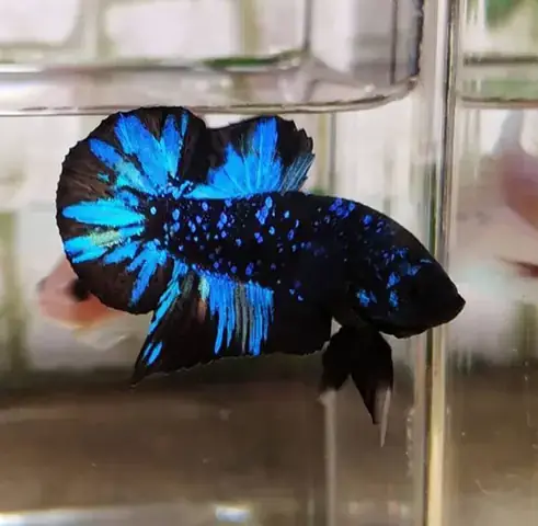 Cá Betta Black Galaxy Cá Betta Black Galaxy