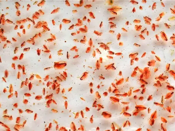 Cá Betta Bột Ăn Gì