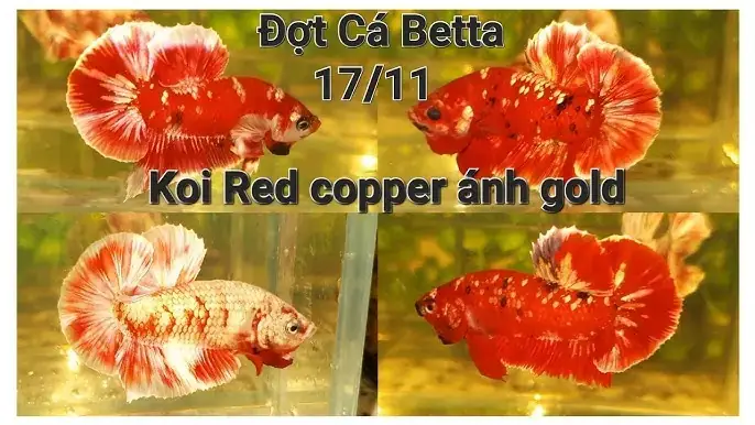 Cá Betta Đà Lạt Cá Betta Đà Lạt