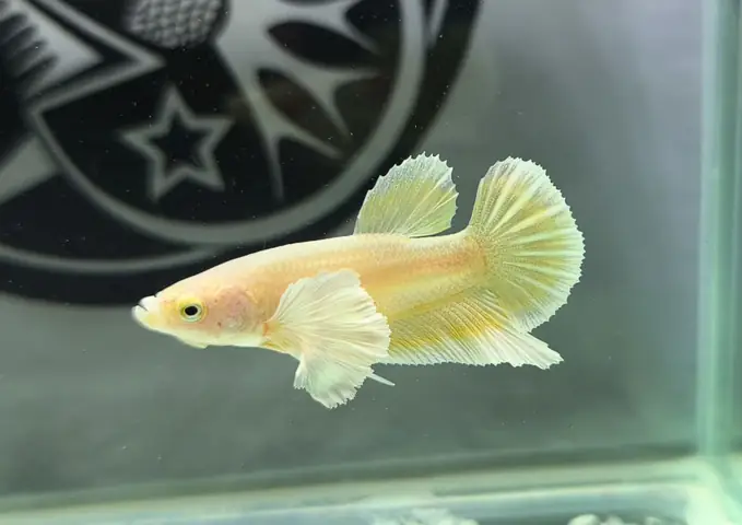 Cá Betta Dumbo Gold