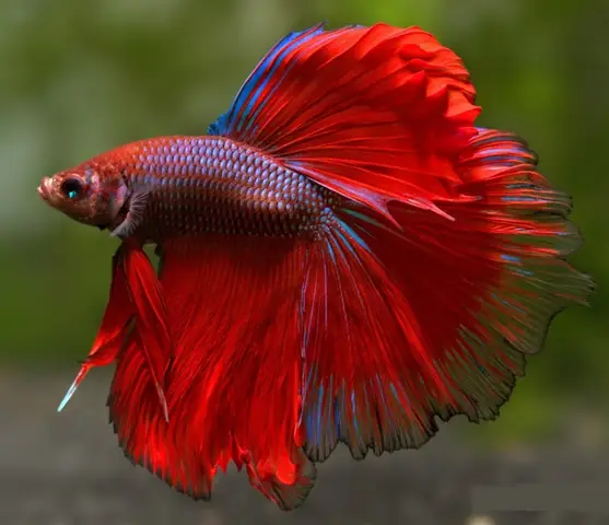 Cá Betta Dumbo Halfmoon Đuôi Dài