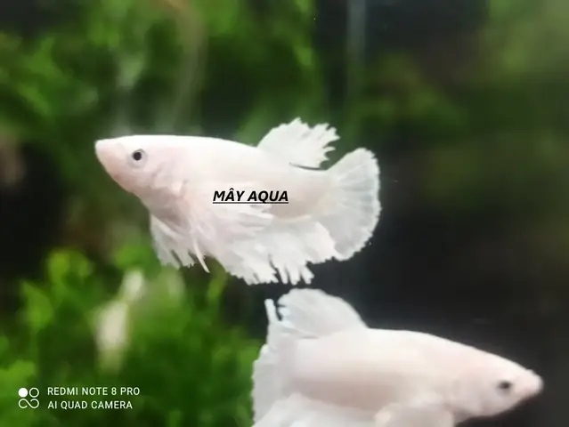 Cá Betta Dumbo Mái