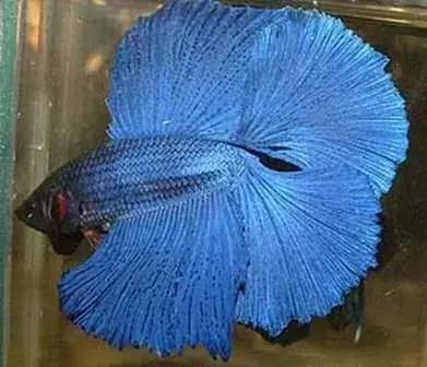 Cá Betta Đuôi Kép Cá Betta Đuôi Kép