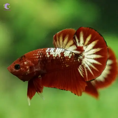 Cá Betta Fancy Copper