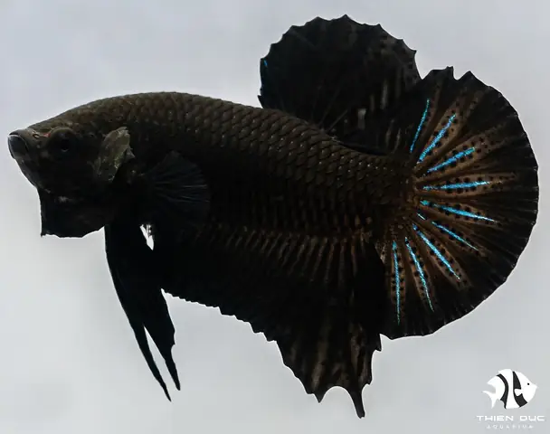 Cá Betta Full Black