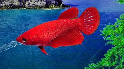 Cá Betta Halfmoon Mái