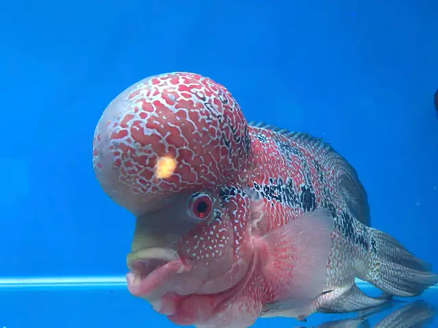 Cá Betta Khổng Lồ