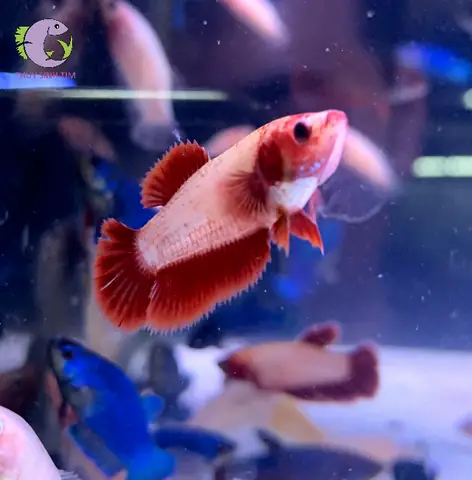 Cá Betta Koi Mái Cá Betta Koi Mái