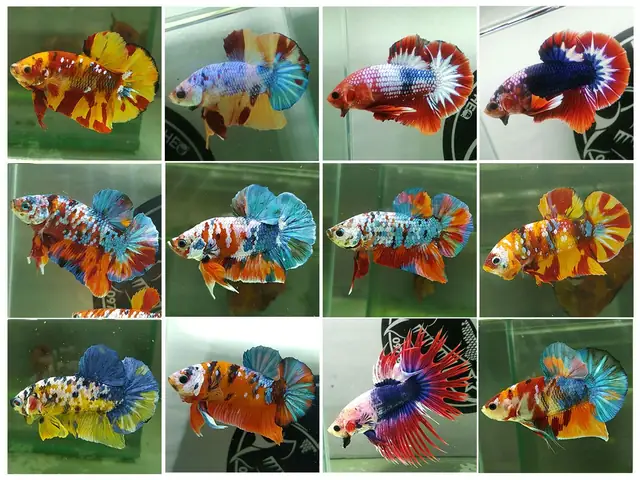 Cá Betta Koi Nemo