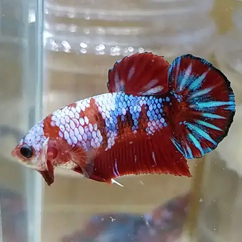 Cá Betta Mua Ở Đâu Cá Betta Mua Ở Đâu