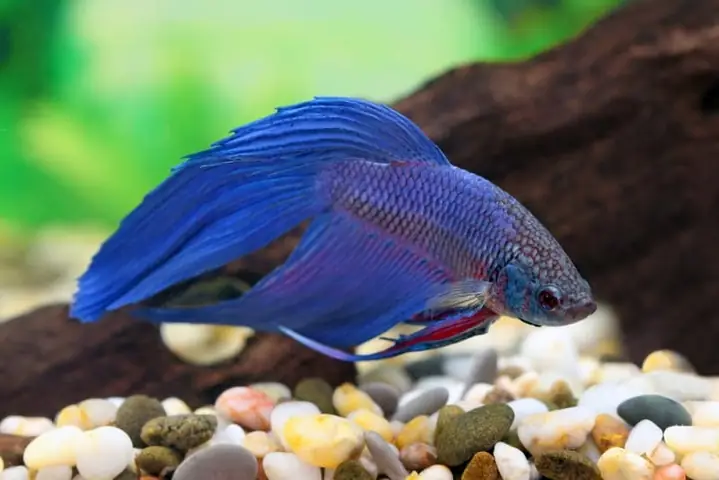 Cá Betta Nằm Im Dưới Đáy Cá Betta Nằm Im Dưới Đáy