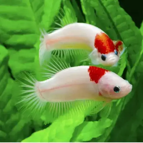 Cá Betta Như Thế Nào Là Đẹp