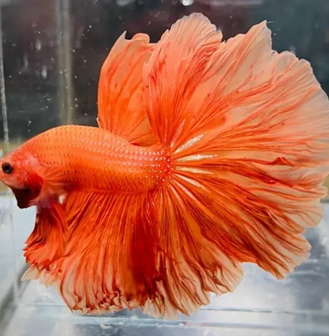 Cá Betta Quận 7