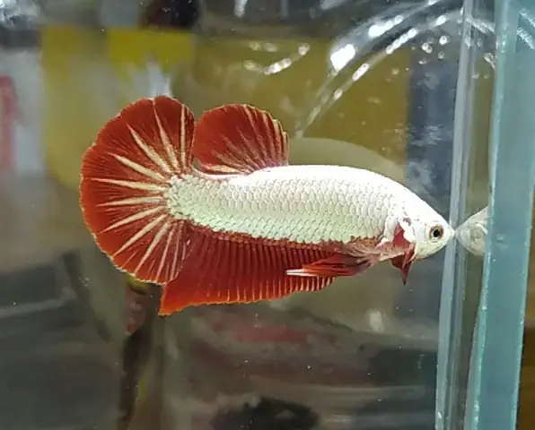 Cá Betta Rồng Đỏ Mái