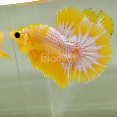Cá Betta Rồng Dumbo