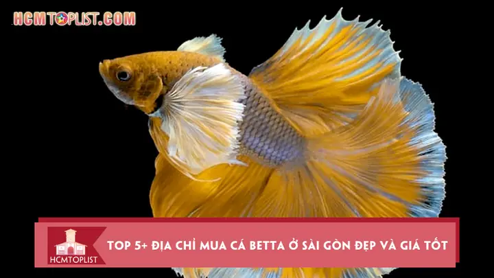 Cá Betta Sài Gòn Cá Betta Sài Gòn