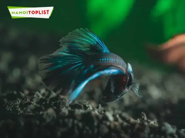 Cá Betta Tại Hà Nội Cá Betta Tại Hà Nội