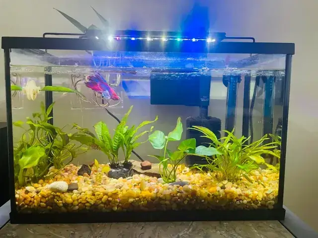 Cá Betta Tự Cắn Đuôi
