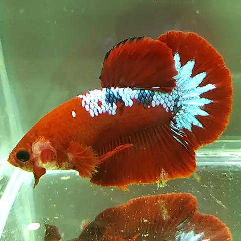 Cá Betta Xanh Đỏ Cá Betta Xanh Đỏ