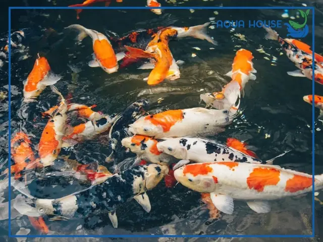 Cá Bị Bệnh Ngủ