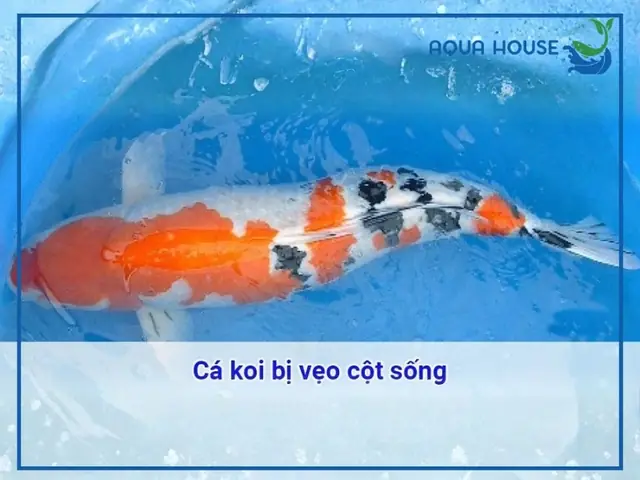 Cá Bị Cong Người