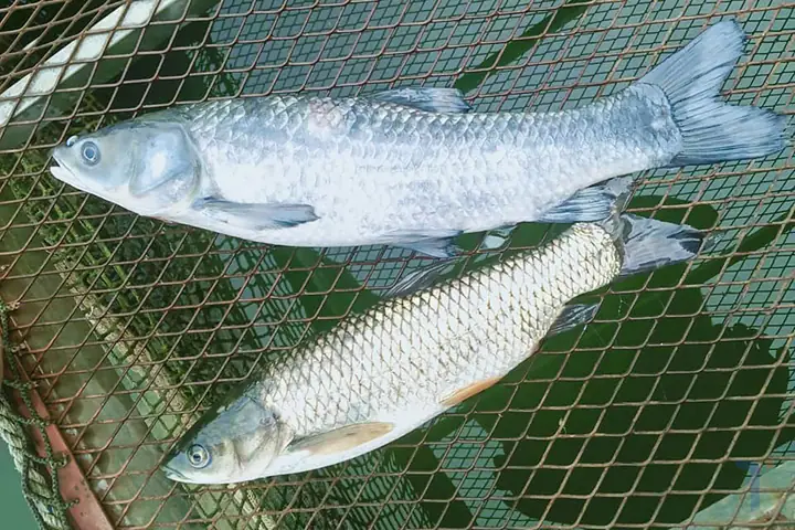 Cá Bị Đen Mình