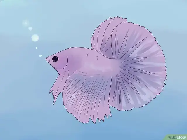 Cá Bị Hở Mang