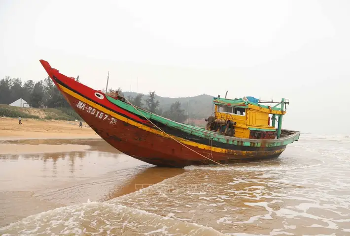 Cá Bị Mắc Cạn
