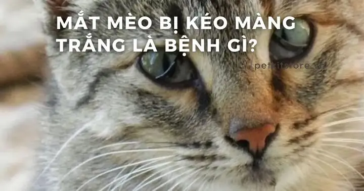 Cá Bị Màng Trắng Ở Mắt