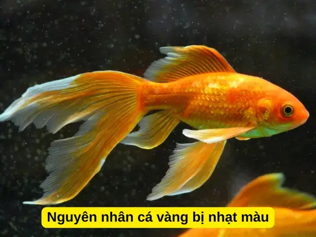 Cá Bị Mất Màu