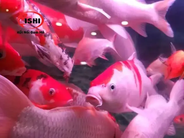 Cá Bị Ngứa Mình