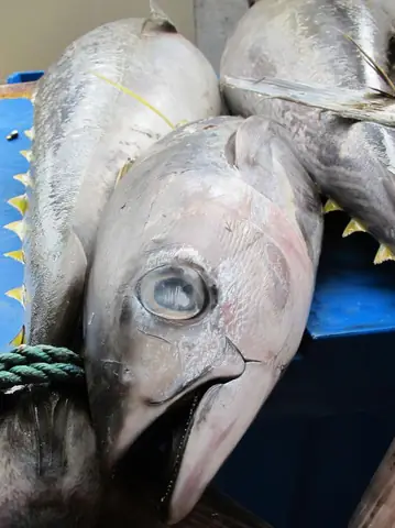 Cá Bị Nhiễm Độc