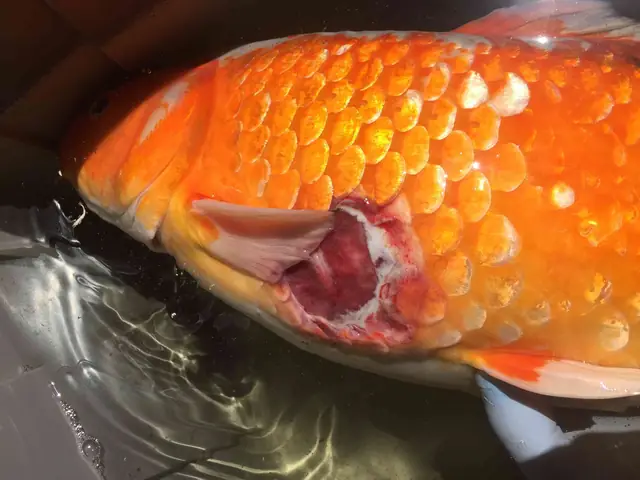 Cá Bị Nhiễm Khuẩn