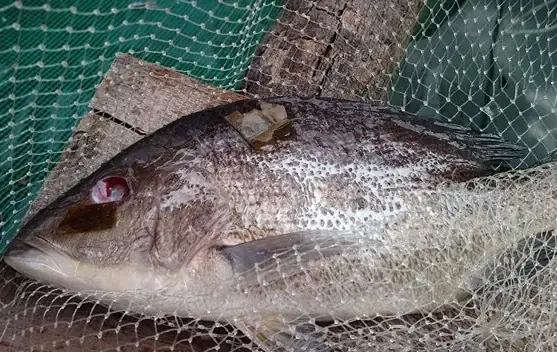 Cá Bị Nổ Mắt