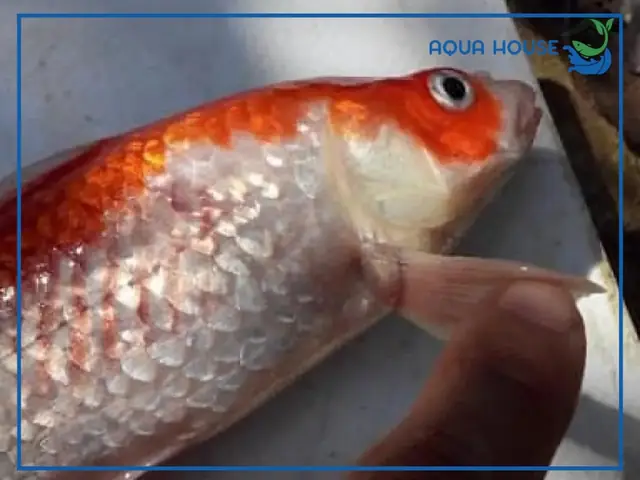 Cá Bị Nổi Gân Máu