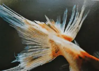 Cá Bị Rách Đuôi
