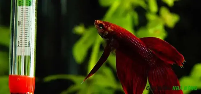 Cá Bị Sốc Nhiệt
