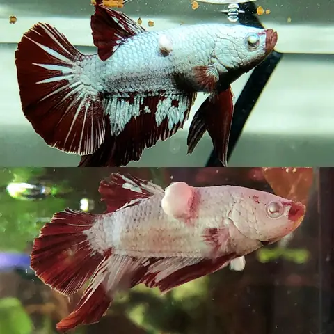 Cá Bị Sưng Mang