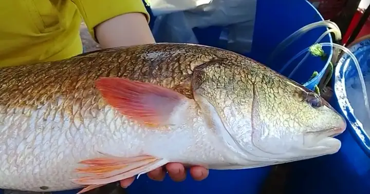 Cá Biển Có Vẩy