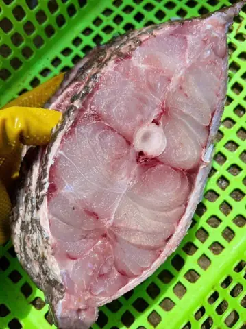 Cá Biển Giá Rẻ Cá Biển Giá Rẻ