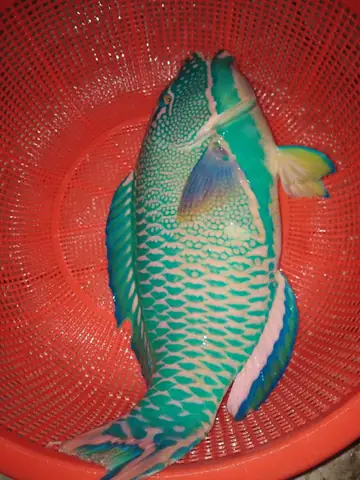 Cá Biển Màu Xanh Cá Biển Màu Xanh