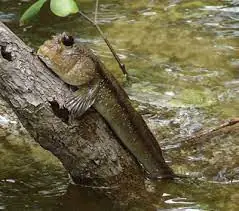 Cá Biết Leo Cây