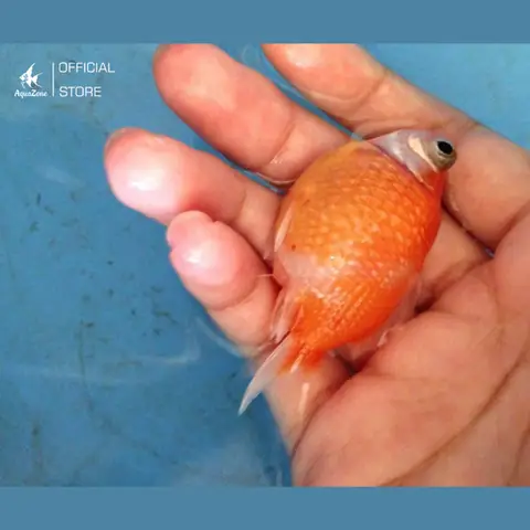 Cá Bingboong Ăn Gì Cá Bingboong Ăn Gì