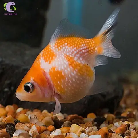 Cá Bingboong Giá Bao Nhiêu
